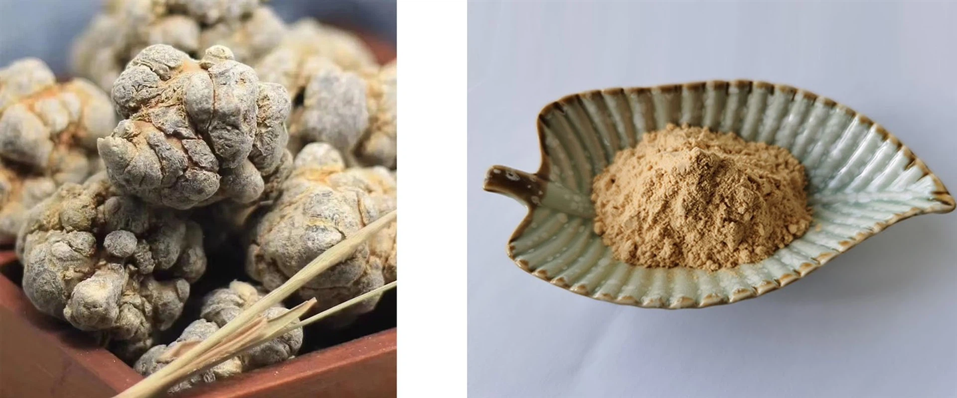 Notoginseng Extract Notoginseng Extract