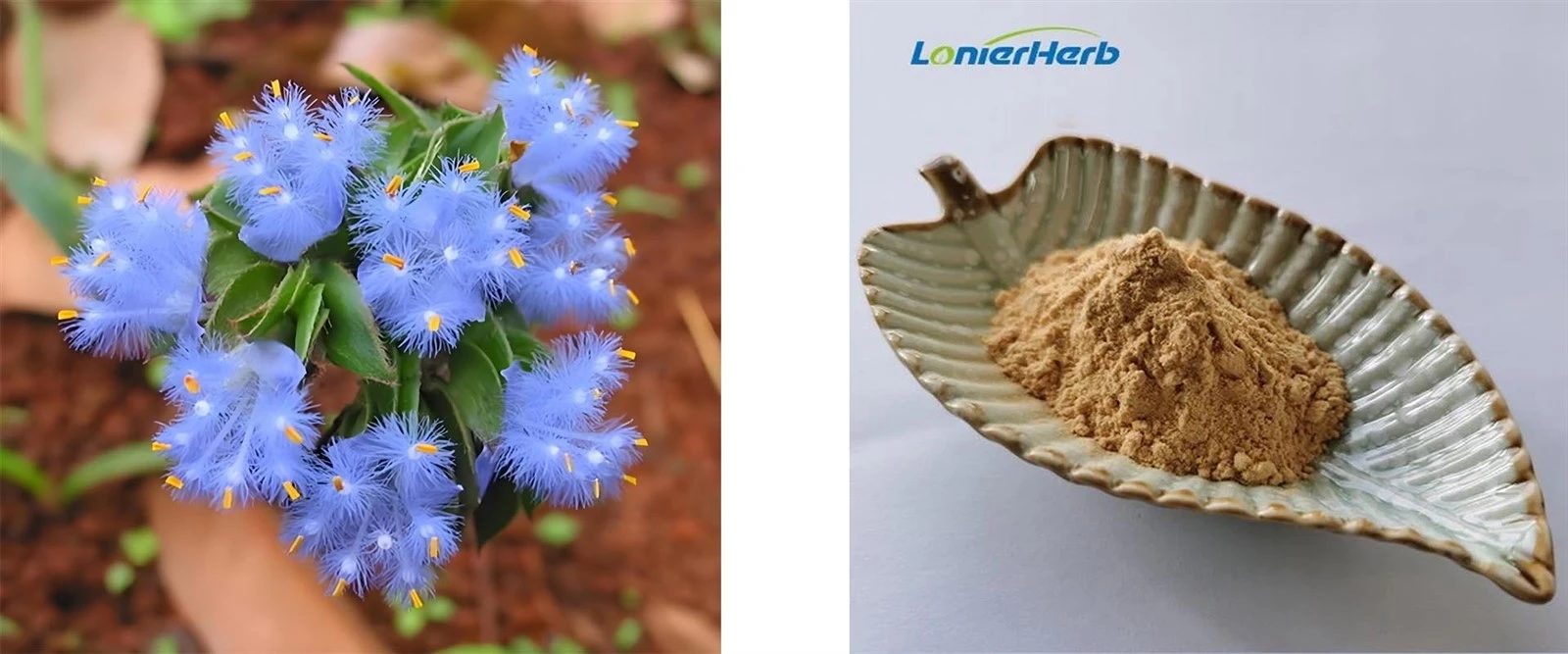 Cyanotis Extract Cyanotis Extract